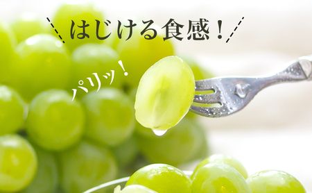 ぶどう 2026年 先行予約 マスカット・オブ・アレキサンドリア 1房 700g以上 化粧箱入り マスカット ブドウ 葡萄 岡山県産 国産 フルーツ 果物 ギフト 