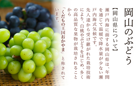 ぶどう 2026年 先行予約 シャイン マスカット 晴王 1房 700g以上 化粧箱入り マスカット ブドウ 葡萄 岡山県産 国産 フルーツ 果物 ギフト 果物類 