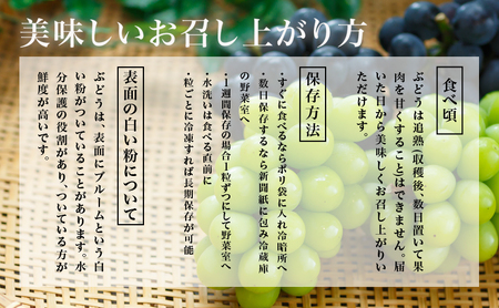 ぶどう 2026年 先行予約 シャイン マスカット 晴王 1房 700g以上 化粧箱入り マスカット ブドウ 葡萄 岡山県産 国産 フルーツ 果物 ギフト 果物類 