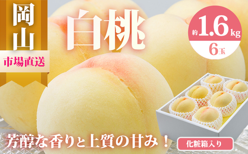 桃 2026年 先行予約 岡山 の 白桃 6玉（合計1.6kg以上）化粧箱入り もも モモ 岡山県産 国産 フルーツ 果物 ギフト