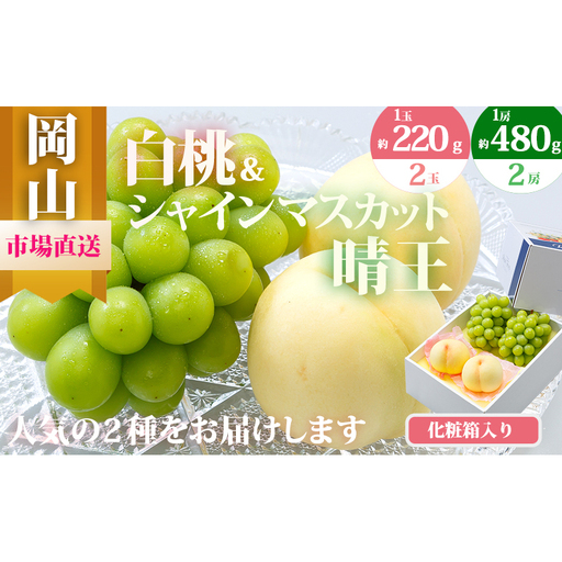 桃 ぶどう 2026年 先行予約 果物 詰合せ 白桃 2玉（1玉220g以上）シャインマスカット 晴王 2房（1房480g以上）化粧箱入り もも 葡萄 岡山県産 国産 フルーツ 果物 ギフト