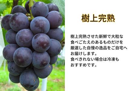 ぶどう 藤稔 2房 合計1.0kg以上 産地直送 朝採れ ぶどう 葡萄 岡山 Kawahara Green Farm 岡山県産 2026年 