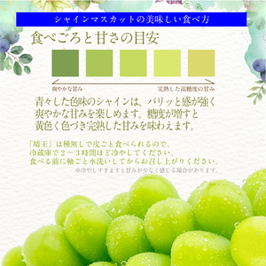 2026年予約受付中【 2回定期便】 プレミアムシャインマスカット晴王 2房約1.2kg 人気 岡山県産 赤秀品  種無し 皮ごと食べる みずみずしい  ハレノフルーツ