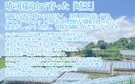2026年 先行予約受付中 シャインマスカット晴王2房 約1.1kg 岡山県産 種無し 皮ごと食べる みずみずしい 甘い フレッシュ 瀬戸内 晴れの国 おかやま 果物大国 ハレノフルーツ