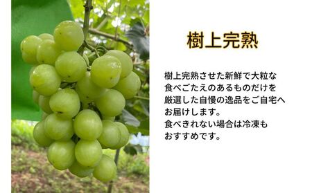 訳あり 瀬戸ジャイアンツ 2房 合計1.0kg以上 産地直送 朝採れ ぶどう 葡萄 岡山 Kawahara Green Farm 岡山県産 2026年 