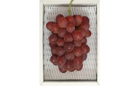 ぶどう 2026年先行予約 紫苑 1房 約600g 岡山県産 お届け 11月上旬～11月下旬