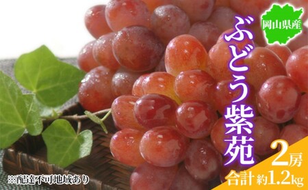 ぶどう 2026年先行予約 紫苑 2房 約1.2kg 岡山県産 お届け 11月上旬～11月下旬
