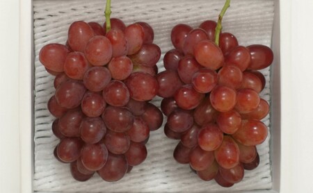 ぶどう 2026年先行予約 紫苑 2房 約1.2kg 岡山県産 お届け 11月上旬～11月下旬