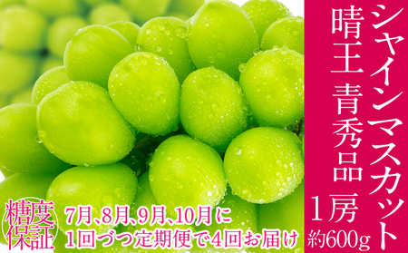 2026年予約受付中【4回定期便】 シャインマスカット 晴王 7月8月9月10月に1回づつ出荷   1房 約600g  人気 岡山県産 種無し 皮ごと食べる みずみずしい  フレッシュ 晴れの国 おかやま 果物大国 ハレノフルーツ