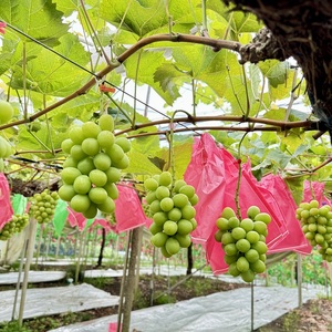 ぶどう 2026年 先行予約 農家こだわりのシャインマスカット＆ハート型のマイハート  合計約1.0kg ブドウ 葡萄 岡山県産 国産 フルーツ 果物 ギフト 【 Nini farm 農家 直送 】