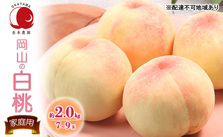 桃 2026年 先行予約 ご家庭用 岡山の白桃 約2.0kg 7～9玉 白桃 もも モモ フルーツ 果物 国産 赤木農園