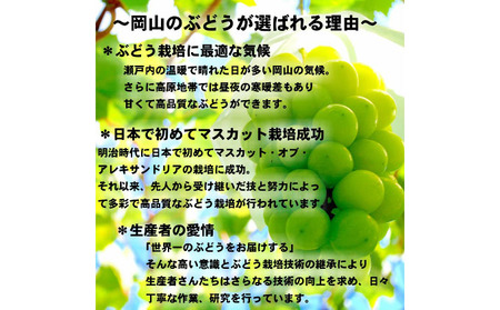 ぶどう 2026年 先行予約 シャインマスカット 晴王【9月上旬~順次発送分】 1房(約650g)秀品【配送不可:離島】 果物類 フルーツ 果物 葡萄