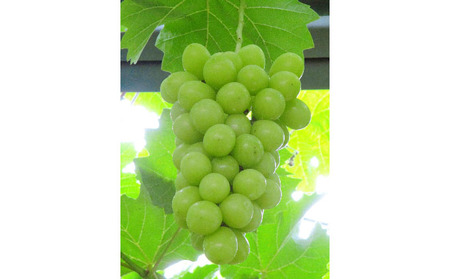 ぶどう 2026年 先行予約 シャインマスカット 晴王【9月上旬~順次発送分】 1房(約650g)秀品【配送不可:離島】 果物類 フルーツ 果物 葡萄