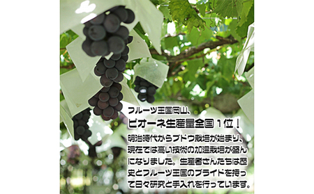 ぶどう 2025年 先行予約 ニュー ピオーネ【8月中旬～順次発送分】約2kg（2房～5房）秀品 糖度抜群！ 種無し ブドウ 葡萄  岡山県産 国産 フルーツ 果物 ギフト