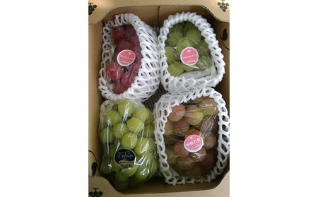 ぶどう 2026年 先行予約 旬のぶどう食べ比べセット 約1.8kg 3～5房 減農薬／ハウス栽培 ブドウ 葡萄  岡山県産 国産 フルーツ 果物 ギフト ばんの農園 マスカット 