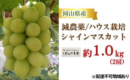 ぶどう 2026年 先行予約 シャインマスカット 約1kg 2房 減農薬／ハウス栽培 ブドウ 葡萄  岡山県産 国産 フルーツ 果物 ギフト ばんの農園 果物類 シャインマスカット 