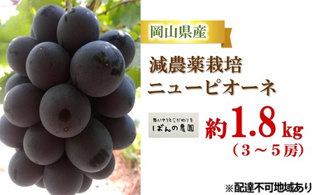 ぶどう 2026年 先行予約 ニューピオーネ 約1.8kg 3～5房 減農薬栽培 ブドウ 葡萄  岡山県産 国産 フルーツ 果物 ギフト ばんの農園 種なし 種無しぶどう 果物類 爽やか 酸味 コク 