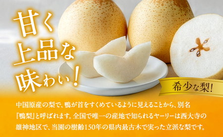 梨 2026年 先行予約 鴨梨(ヤーリー)6~10玉 約4kg 贈答箱 【11月下旬~12月中旬頃発送】ナシ なし 岡山県産 国産 フルーツ 果物 ギフト 石原果樹園 ヤーリー