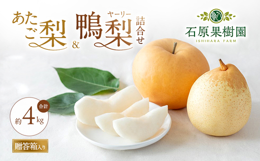 梨 2026年 先行予約 あたご梨・鴨梨（ヤーリー）詰合せ 合計約4kg あたご2～3玉 鴨梨3～7玉 贈答箱【11月下旬～12月中旬頃発送】ナシ なし 岡山県産 国産 フルーツ 果物 ギフト 石原果樹園