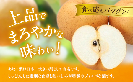 梨 2026年 先行予約 あたご梨 3~9玉 合計約4.5kg 贈答箱【11月下旬~12月中旬頃発送】 ナシ なし 岡山県産 国産 フルーツ 果物 ギフト 石原果樹園 愛宕梨 日本一大きな梨