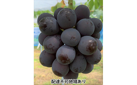 ぶどう 2026年 先行予約 ニュー ピオーネ 2房 合計1.2kg以上 ブドウ 葡萄  岡山県産 国産 フルーツ 果物 ギフト 河本農園