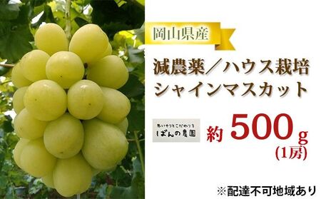 ぶどう 2026年 先行予約 シャインマスカット 1房 約500g  減農薬／ハウス栽培 ブドウ 葡萄  岡山県産 国産 フルーツ 果物 ギフト ばんの農園 果物類 