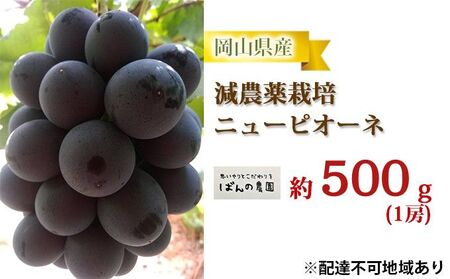 ぶどう 2026年 先行予約 ニューピオーネ 1房 約500g  減農薬栽培 ブドウ 葡萄  岡山県産 国産 フルーツ 果物 ギフト  ばんの農園 ニューピオーネ 種なし 