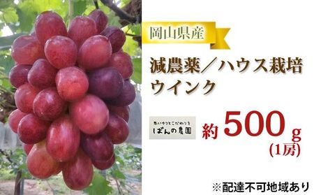 ぶどう 2026年 先行予約 ぶどう ウインク 1房 約500g  減農薬／ハウス栽培 ブドウ 葡萄  岡山県産 国産 フルーツ 果物 ギフト ばんの農園 種なし 
