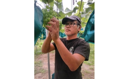 ぶどう 2026年 先行予約 ぶどう ウインク 1房 約500g  減農薬／ハウス栽培 ブドウ 葡萄  岡山県産 国産 フルーツ 果物 ギフト ばんの農園 種なし 