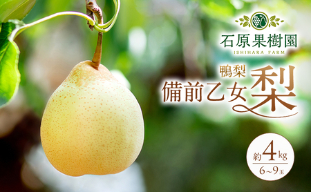 梨 2026年 先行予約 備前乙女梨（鴨梨） 6～9玉 合計約4kg【11月下旬～12月中旬頃発送】ナシ なし 岡山県産 国産 フルーツ 果物 ギフト 石原果樹園 