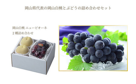 ぶどう 2026年 先行予約 岡山 白桃 エース 2玉×約200g（Lサイズ、早生種・中生種）ニュー ピオーネ 1房約400g  詰め合わせ 岡山県産 フルーツ