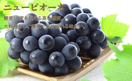 桃 ぶどう 2026年 先行予約 岡山 白桃 ロイヤル 2玉×約300g（3Lサイズ、早生種・中生種）ニュー ピオーネ 1房約600g  詰め合わせ 岡山県産 フルーツ 