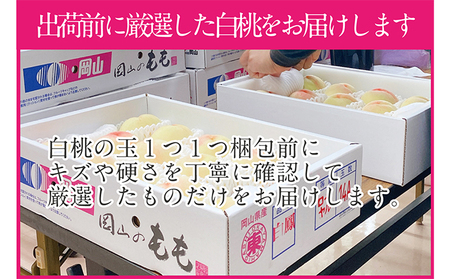 桃 2024年 先行予約 岡山の白桃 250g以上×6玉 白桃 旬 みずみずしい 晴れの国 おかやま 岡山県産 フルーツ王国 果物王国