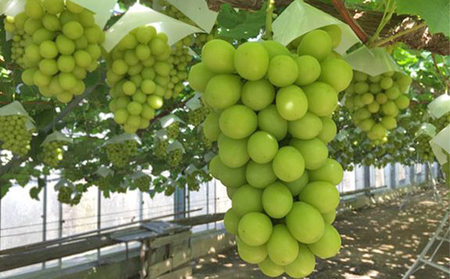 越冬 ぶどうシャイン マスカット 1房 約900g  岡山県産 四代目 五果苑 果物類 フルーツ 糖度20度 甘い 種なし 皮ごと 低温貯蔵 