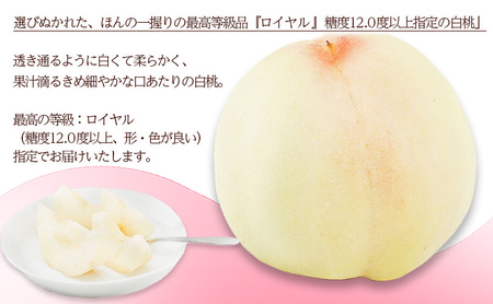 桃 2026年 先行予約 白桃 6玉(1玉250g以上)等級: ロイヤル 化粧箱入り もも モモ 岡山県産 国産 フルーツ 果物 ギフト 最高等級品 糖度12.0度以上 芳潤な香り贈答用 果汁滴る
