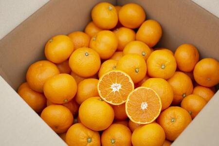 【訳あり】もんしーみかん(岡山県大藪産)約5kg 果物類 柑橘類 フルーツ お孫さん お子様 イラスト 減農薬栽培 安心 甘酸っぱさ