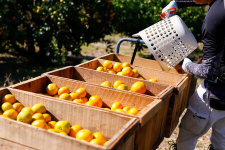 【訳あり】もんしーみかん(岡山県大藪産)約5kg 果物類 柑橘類 フルーツ お孫さん お子様 イラスト 減農薬栽培 安心 甘酸っぱさ