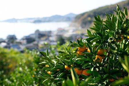 【訳あり】もんしーみかん(岡山県大藪産)約5kg 果物類 柑橘類 フルーツ お孫さん お子様 イラスト 減農薬栽培 安心 甘酸っぱさ