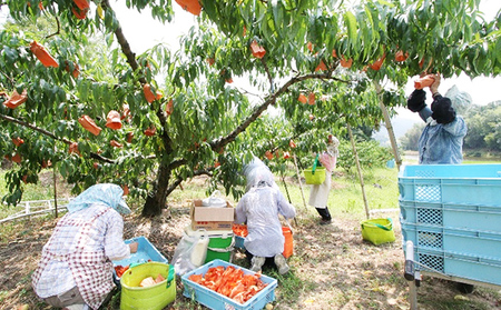 桃 2026年 先行予約 特選 おかやま夢白桃 4～6玉 1.5k箱（正味内容量1.3kg以上）もも モモ 岡山県産 国産 フルーツ 果物 ギフト