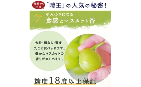 ぶどう 2024年 先行予約 シャイン マスカット 晴王 3～5房 2kg前後 （10月上旬～11月下旬発送分） ブドウ 葡萄 岡山県産 国産 フルーツ  果物 ギフト | 岡山県玉野市 | ふるさと納税サイト「ふるなび」