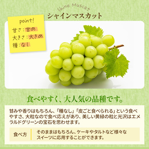 ぶどう 2026年 先行予約 ご家庭用 シャイン マスカット 晴王 3～6房 約1.5kg ブドウ 葡萄  岡山県産 国産 フルーツ 果物 太陽 美しい 外観 大粒 高糖度 種なし 皮ごと 弾力 食感 美味しい 