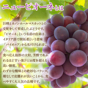 ぶどう 2026年 先行予約 ご家庭用 ニュー ピオーネ 3~6房 約2kg ブドウ 葡萄 岡山県産 国産 フルーツ 果物 巨峰 美しい 外観 大粒 高糖度 種なし 皮ごと 芳醇 酸味 美味しい 絶妙 バランス 大人気