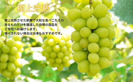 厳選 シャインマスカット 2房 合計1.1kg以上 産地直送 朝採れ ぶどう 葡萄 Kawahara Green Farm 岡山県産 2026年 果物 フルーツ 甘味 酸味 さっぱり 大粒 種なし 人気 甘い