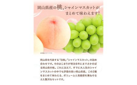 【2026年発送先行予約】桃・シャインマスカット詰め合わせ 約1kg クール便 冷蔵便 桃 もも 葡萄 ブドウ ぶどうシャインマスカット マスカット フルーツ セット 先行予約 晴れの国おかやま館 《2026年8月下旬～9月中旬頃》 フルーツ 果物 果実 岡山県 笠岡市