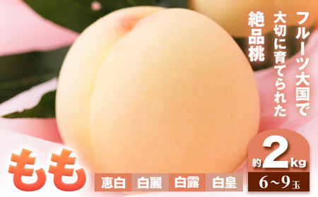 【先行予約】もも 桃 恵白・白麗・白露・白皇 いずれか1品種をお届け 2kg 6～9玉 小寺農園《8月上旬-8下旬頃出荷》 岡山県 笠岡市 岡山県産 白桃 恵白 白麗 白露 白皇 モモ 果物 フルーツ 先行予約