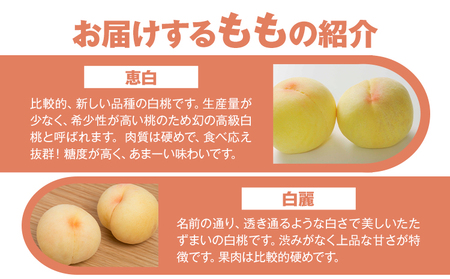 【先行予約】もも 桃 恵白・白麗・白露・白皇 いずれか1品種をお届け 2kg 6～9玉 小寺農園《8月上旬-8下旬頃出荷》 岡山県 笠岡市 岡山県産 白桃 恵白 白麗 白露 白皇 モモ 果物 フルーツ 先行予約