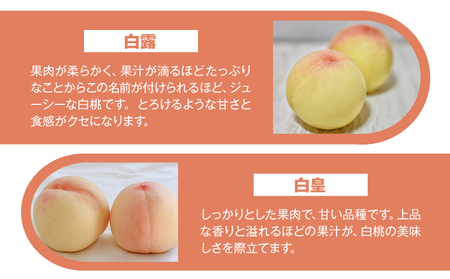 【先行予約】もも 桃 恵白・白麗・白露・白皇 いずれか1品種をお届け 2kg 6～9玉 小寺農園《8月上旬-8下旬頃出荷》 岡山県 笠岡市 岡山県産 白桃 恵白 白麗 白露 白皇 モモ 果物 フルーツ 先行予約