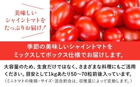 シャイントマト 2kg《12月上旬-6月中旬頃出荷》【配送不可地域あり】|ミニトマト 岡山県 笠岡市