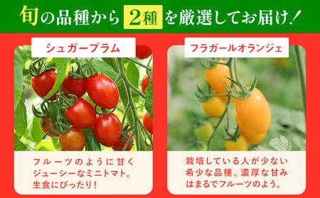 シャイントマト 2kg《12月上旬-6月中旬頃出荷》【配送不可地域あり】|ミニトマト 岡山県 笠岡市