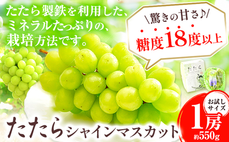 【先行予約】 マスカット シャインマスカット お試しサイズ 1房（約550g）たたらみねらるシャインマスカット ギフト 糖度18度以上 フルーツ 種無し ぶどう 葡 Y&G．ディストリビューター 岡山県 笠岡市 《2026年8月下旬-10月下旬頃出荷予定》